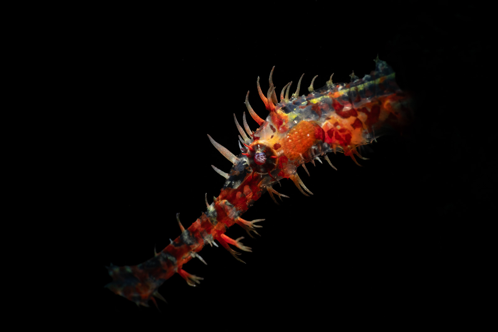 Ornate ghost pipefish, Tulamben