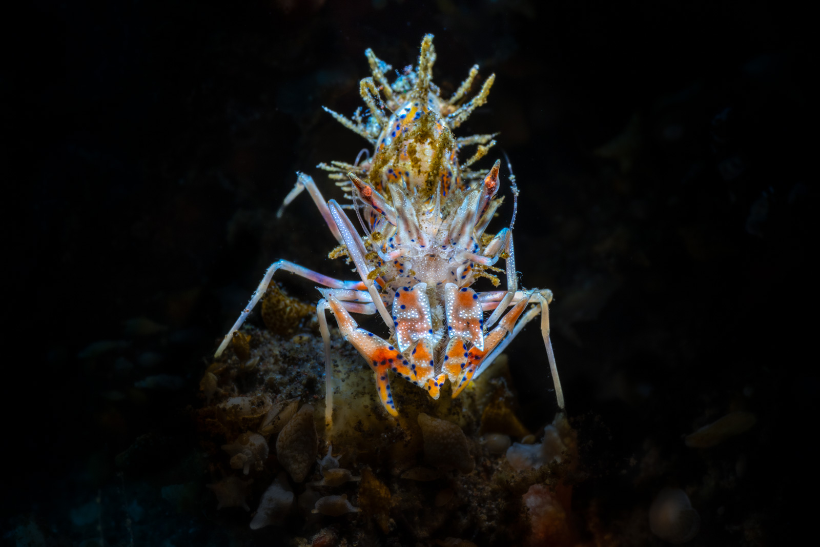 An ornate shrimp, Tulamben