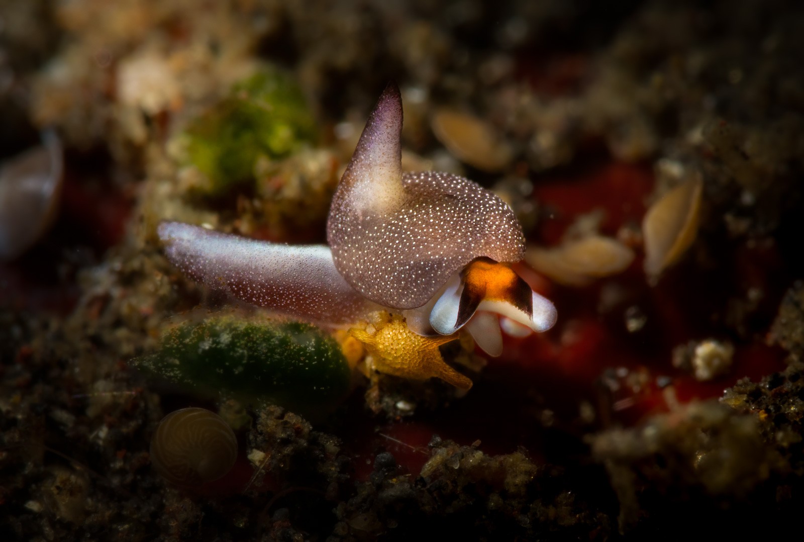 Sacoglossan with an orange head on red, Tulamben