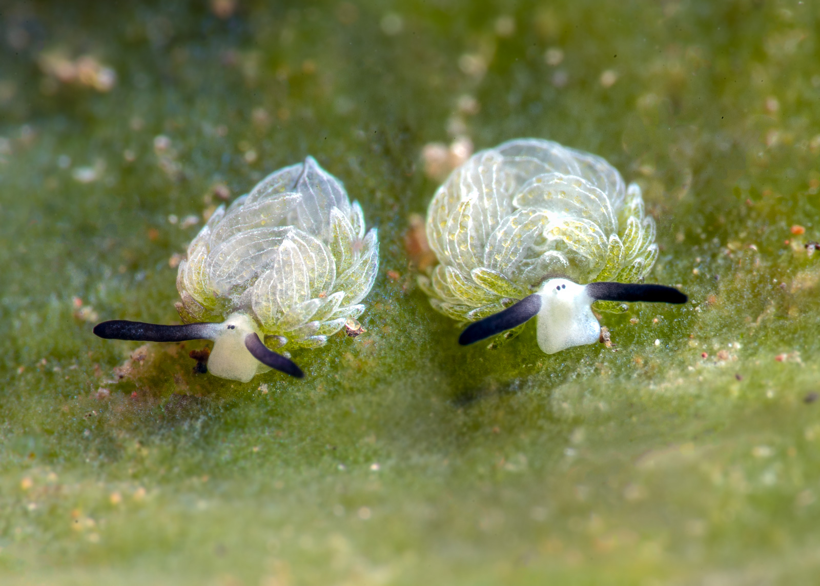 Sap-sucking sea slugs a pair of them, Tulamben