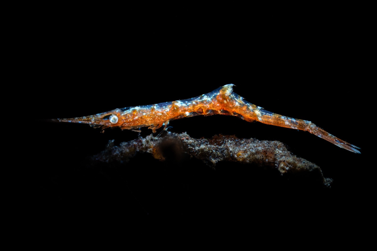 Sawblade / Tozeuma shrimp on a stalk, Tulamben