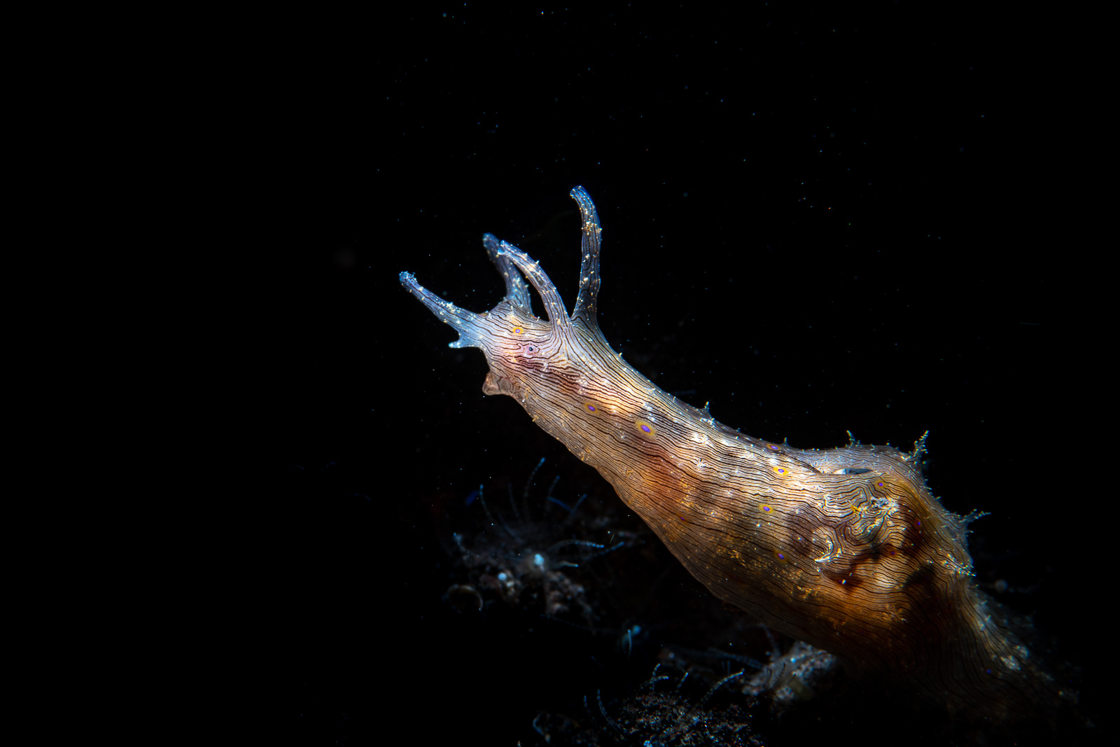 A sea slug on sand, Tulamben