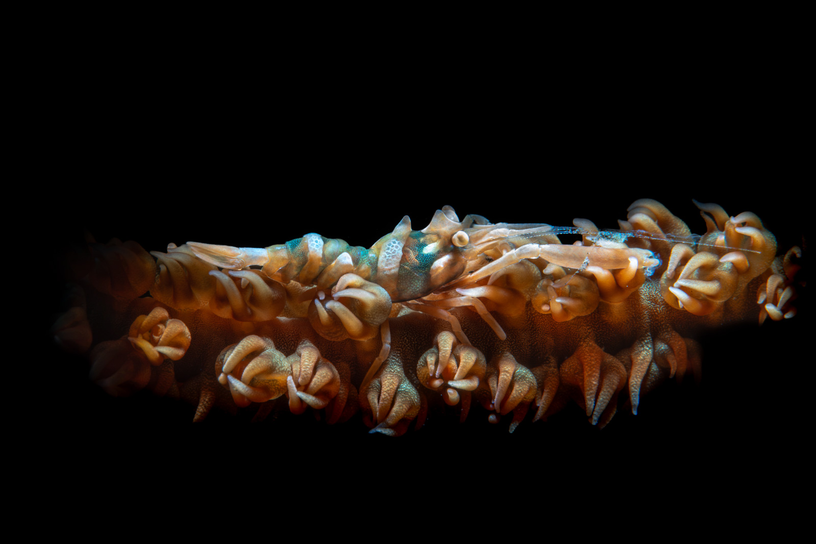 Sea slugs on a stalk, Tulamben