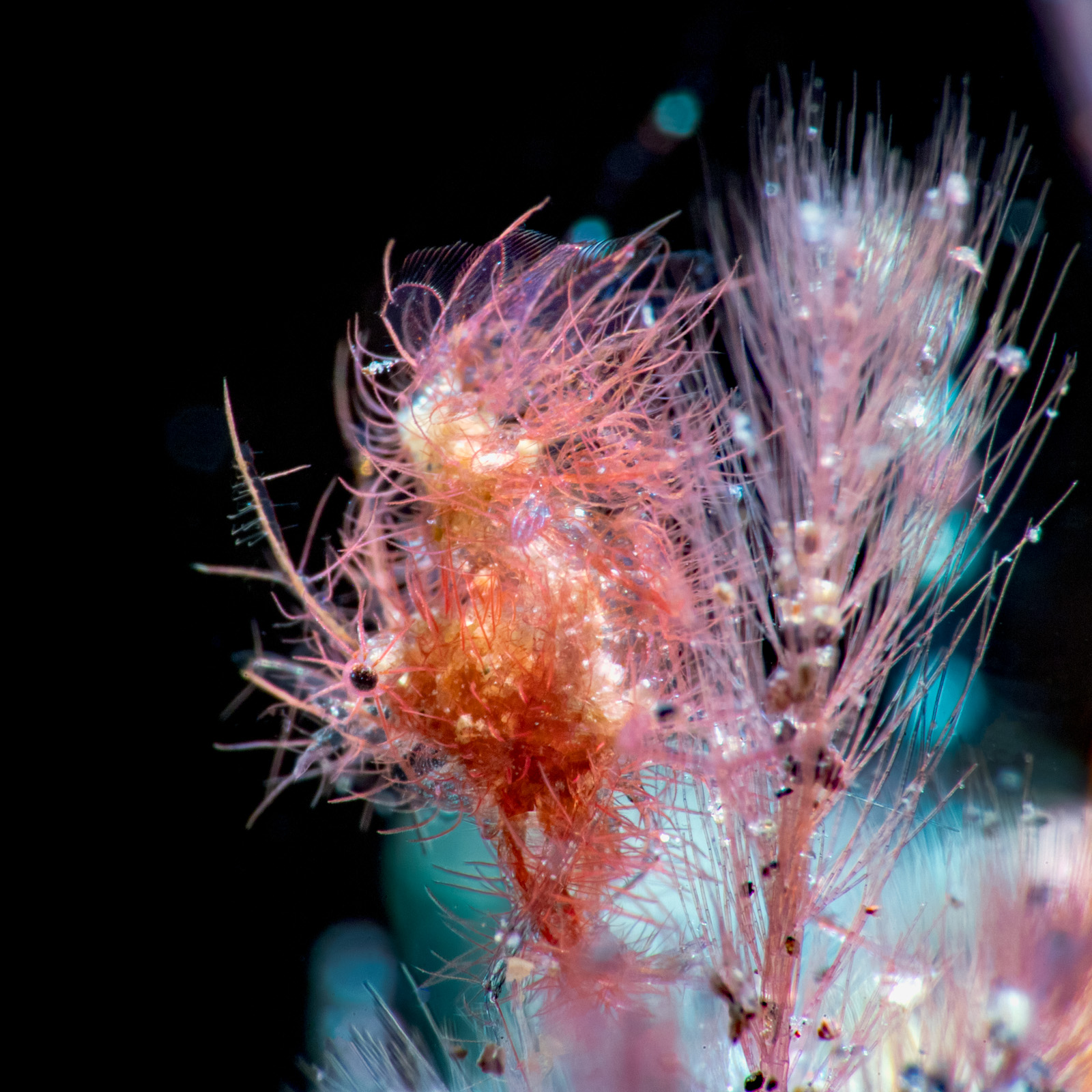 A shrimp on a hydroid stalk against black water, Tulamben