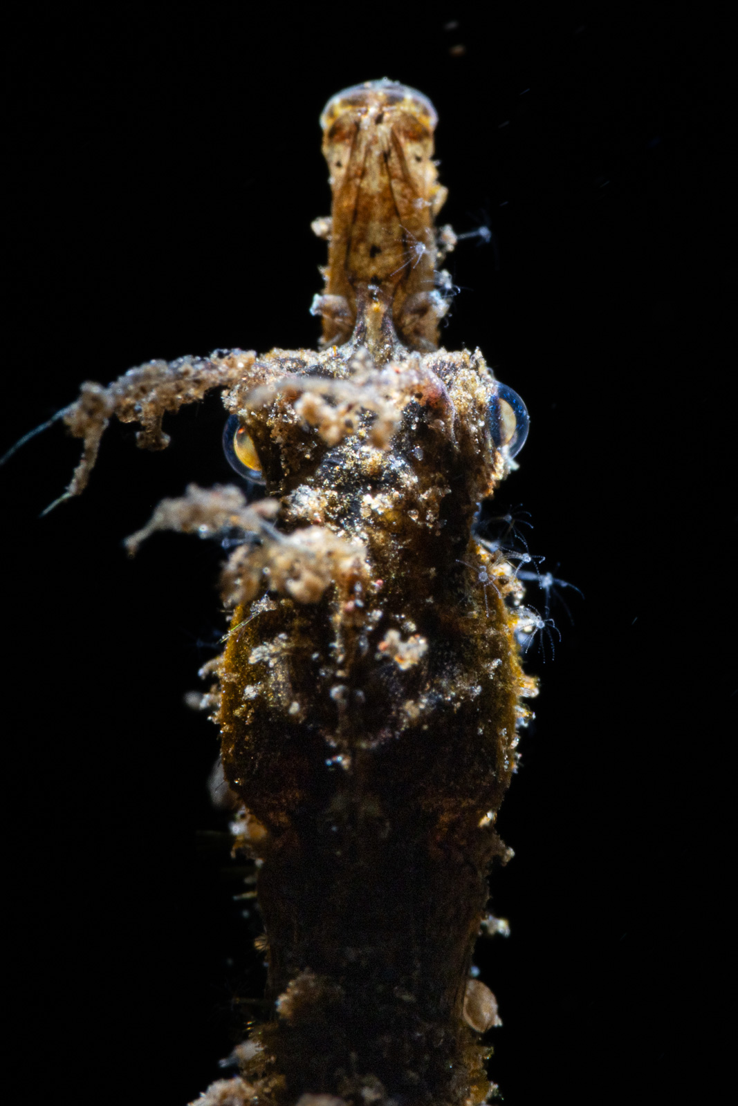 A shrimp gripping a vertical stalk against black water, Tulamben