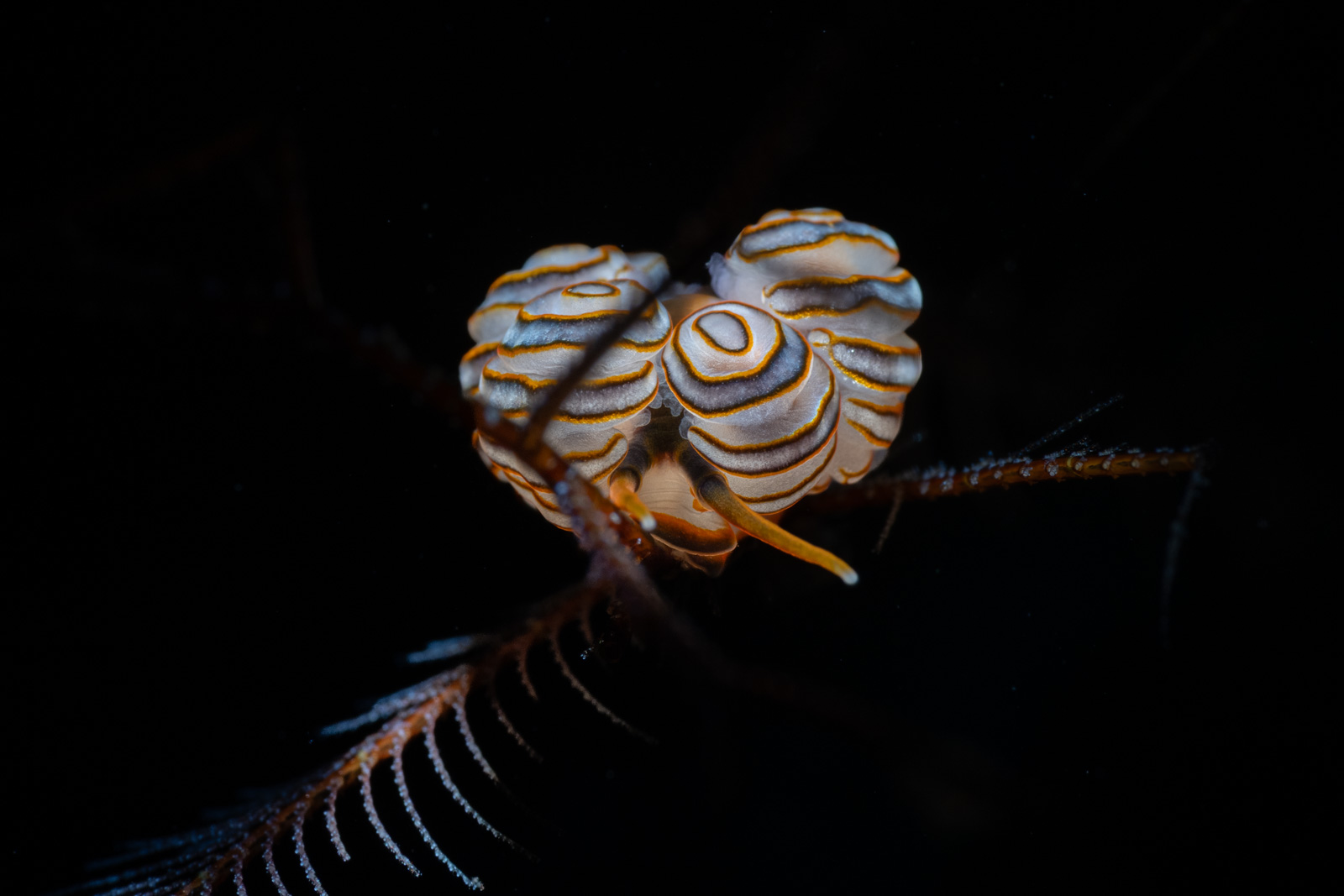 A crinoid, Tulamben