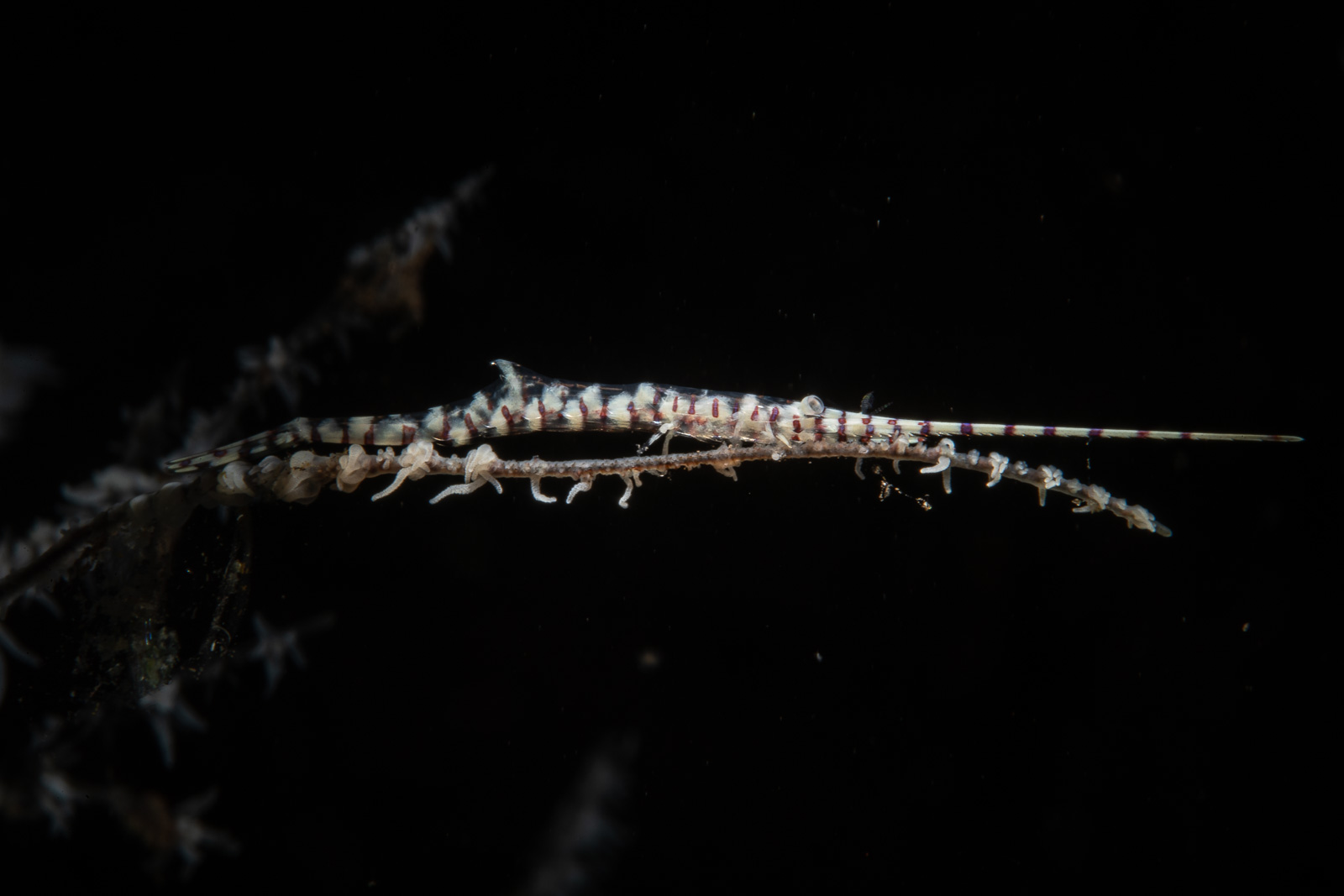 A tozeuma shrimp on black, Tulamben