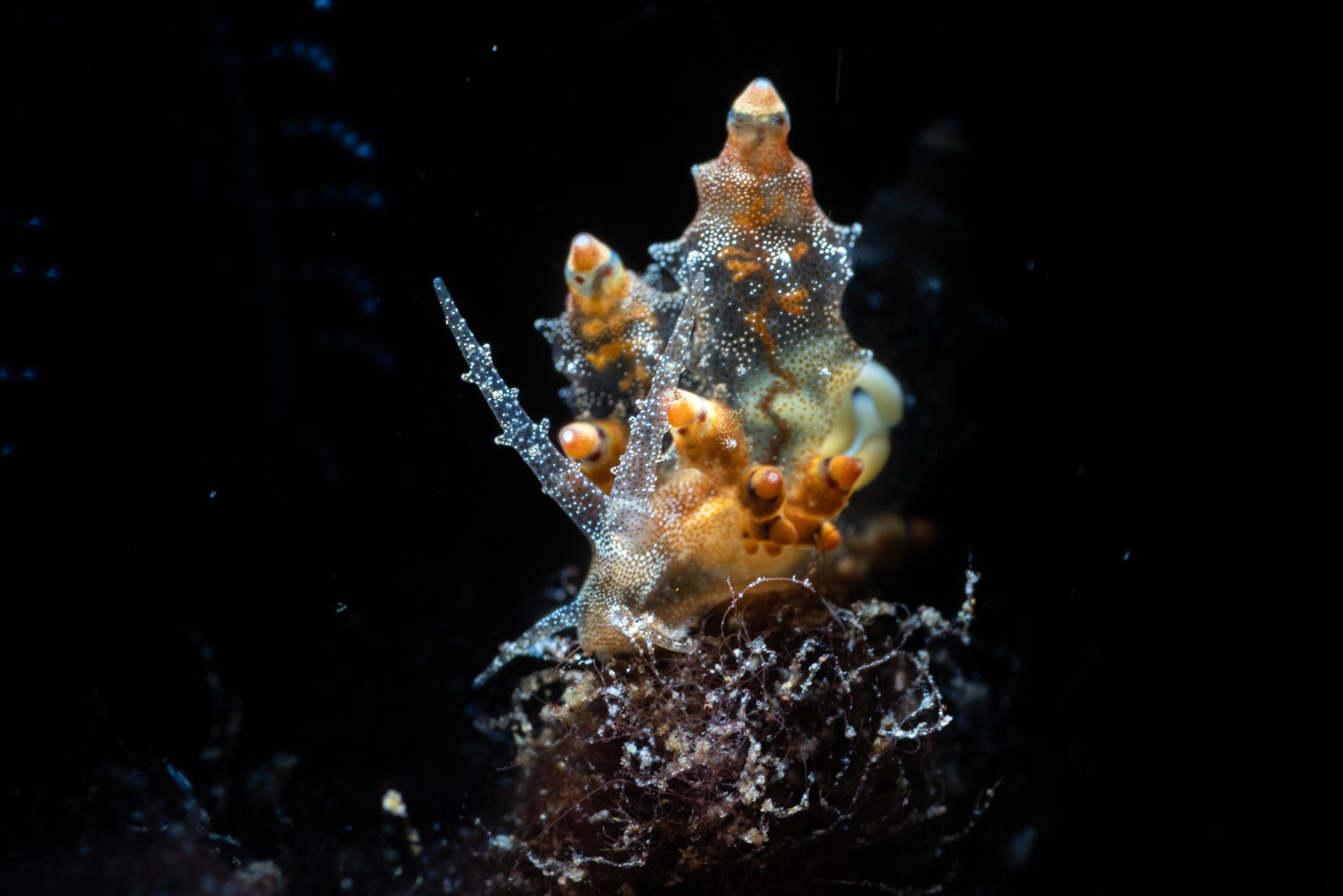 Translucent nudibranch, orange papillae, Tulamben