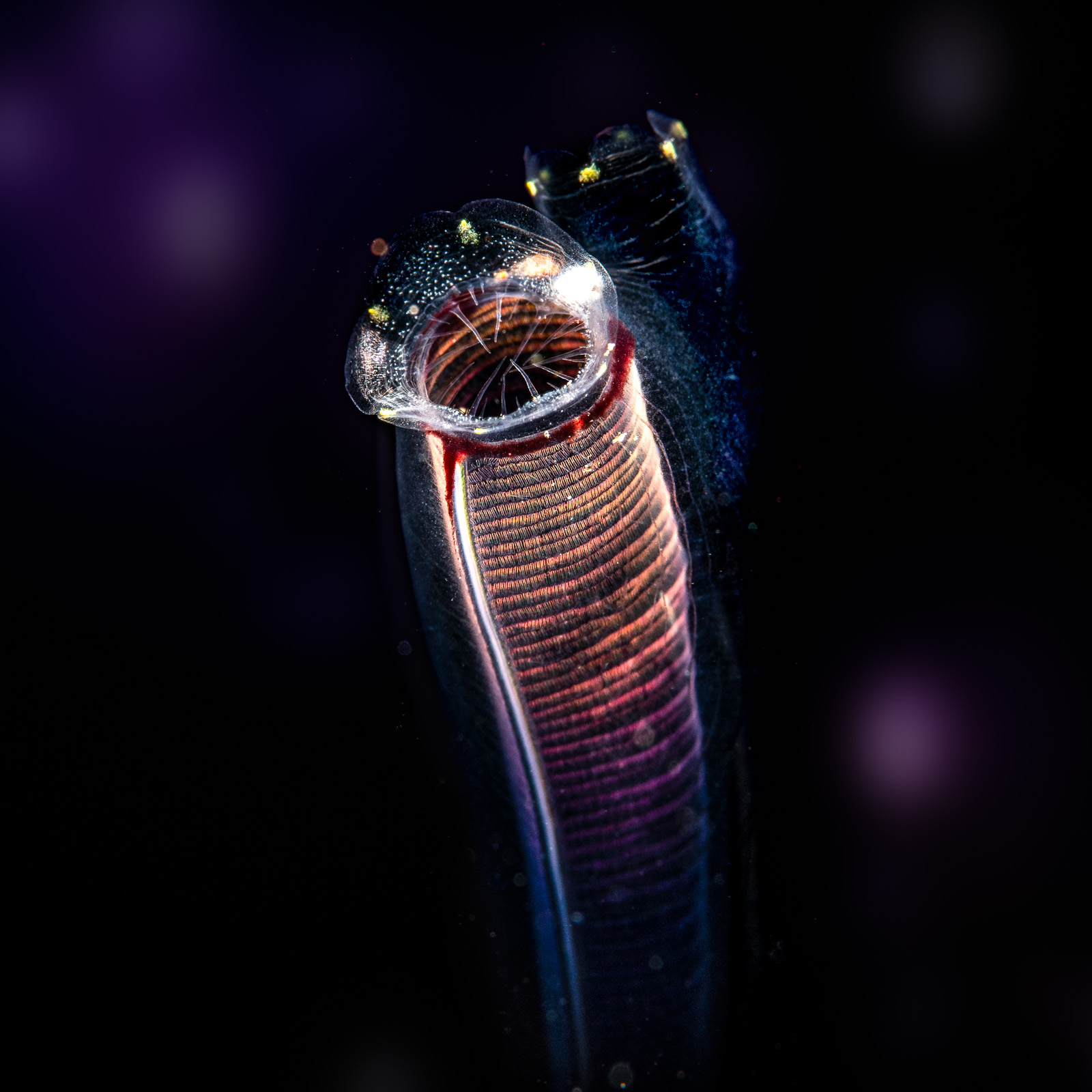 Tunicate black, Tulamben