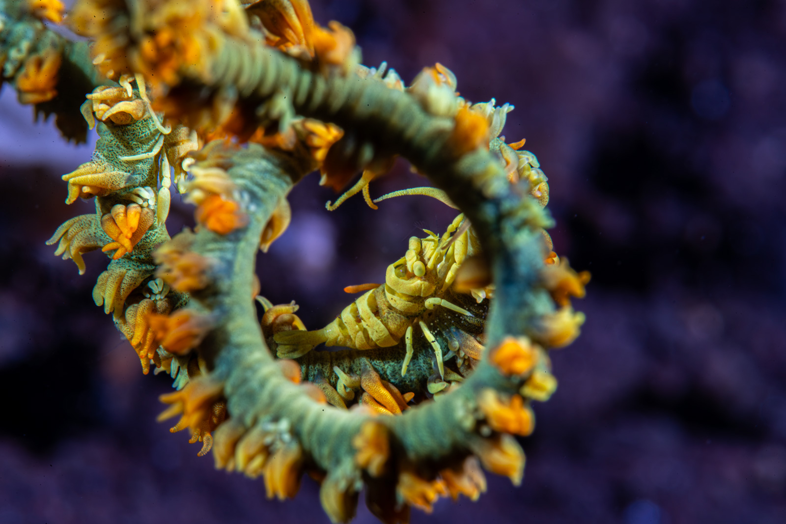 A whip coral, Tulamben