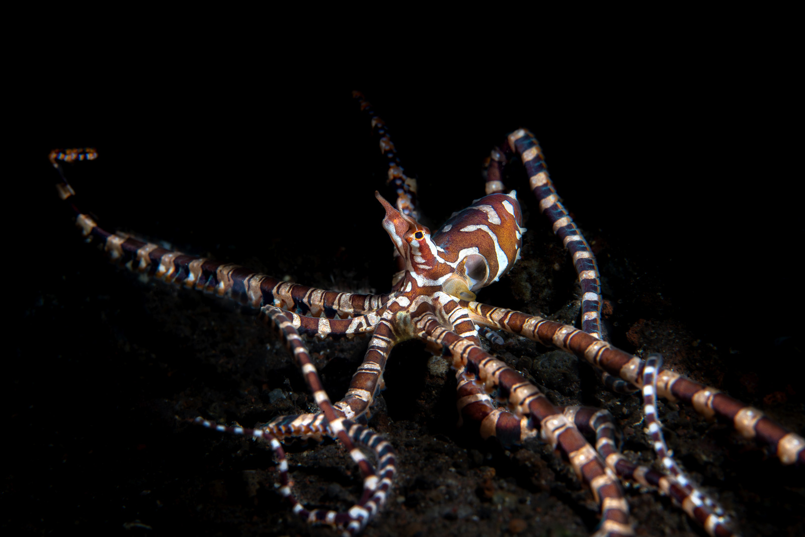 A wonderpus, Tulamben