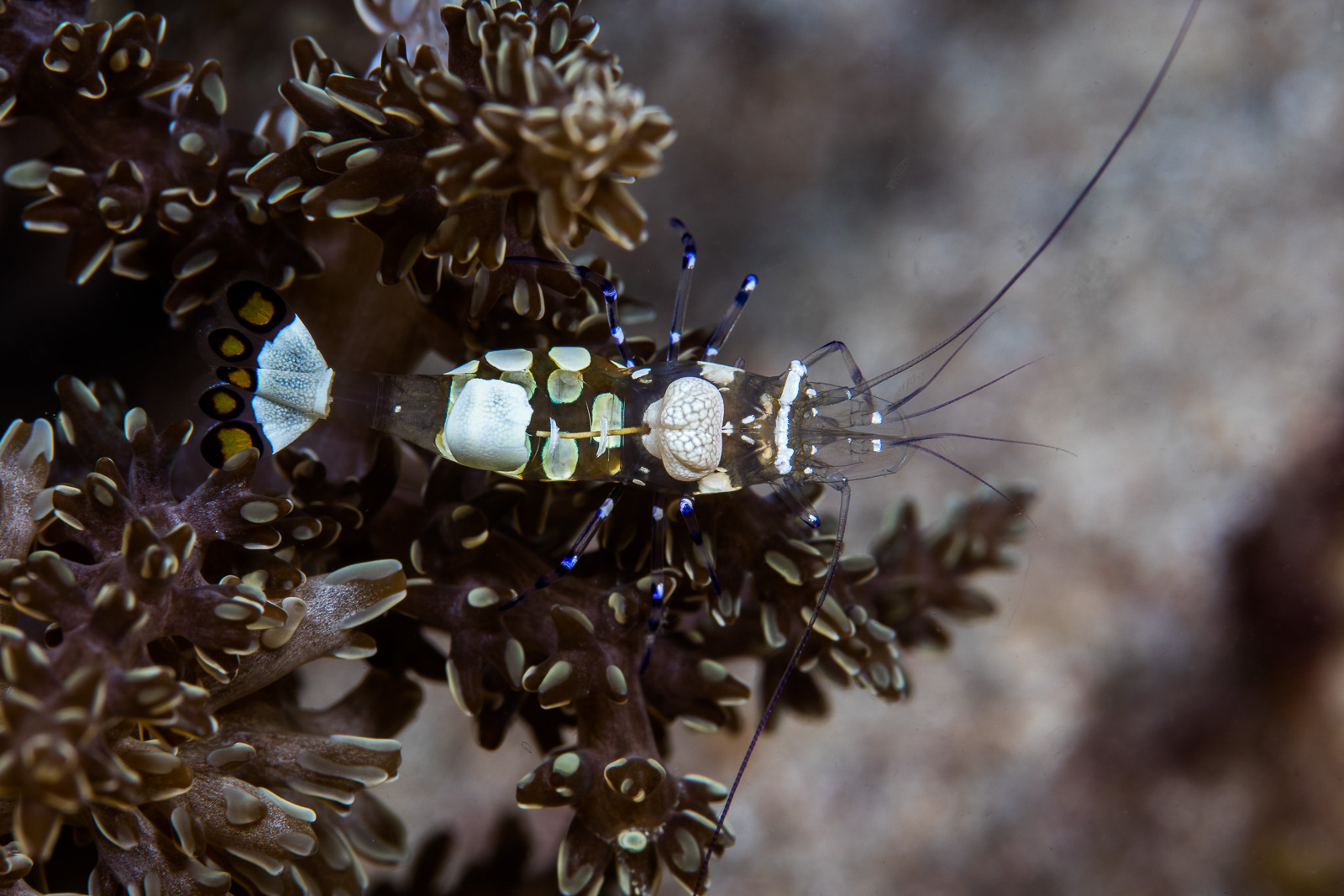Bangka Archipelago, North Sulawesi, Indonesia