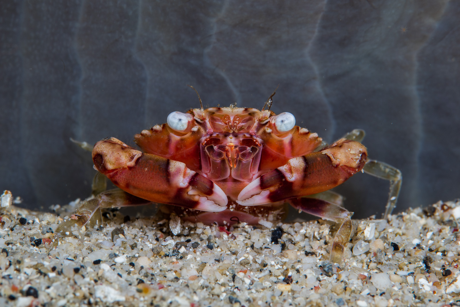 A crab head-on on the sand, claws forward, Bangka