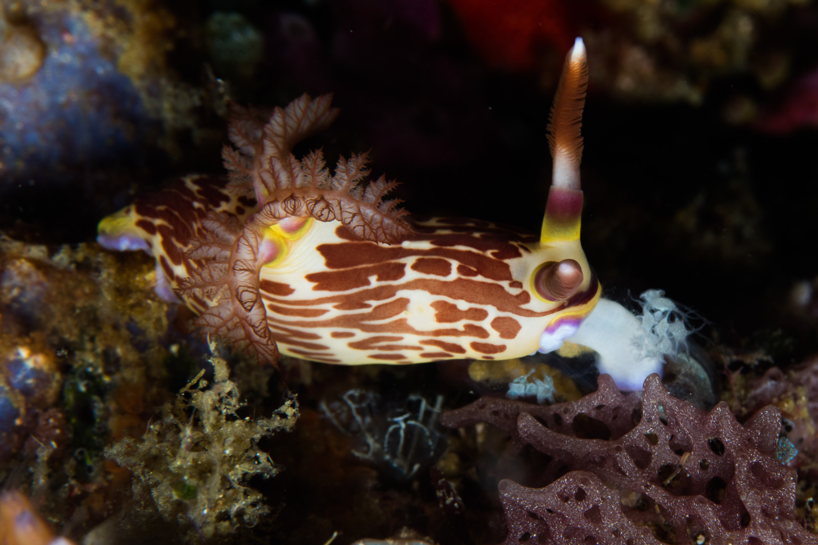 Bangka Archipelago