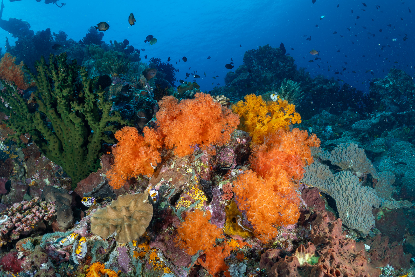 Bangka Archipelago