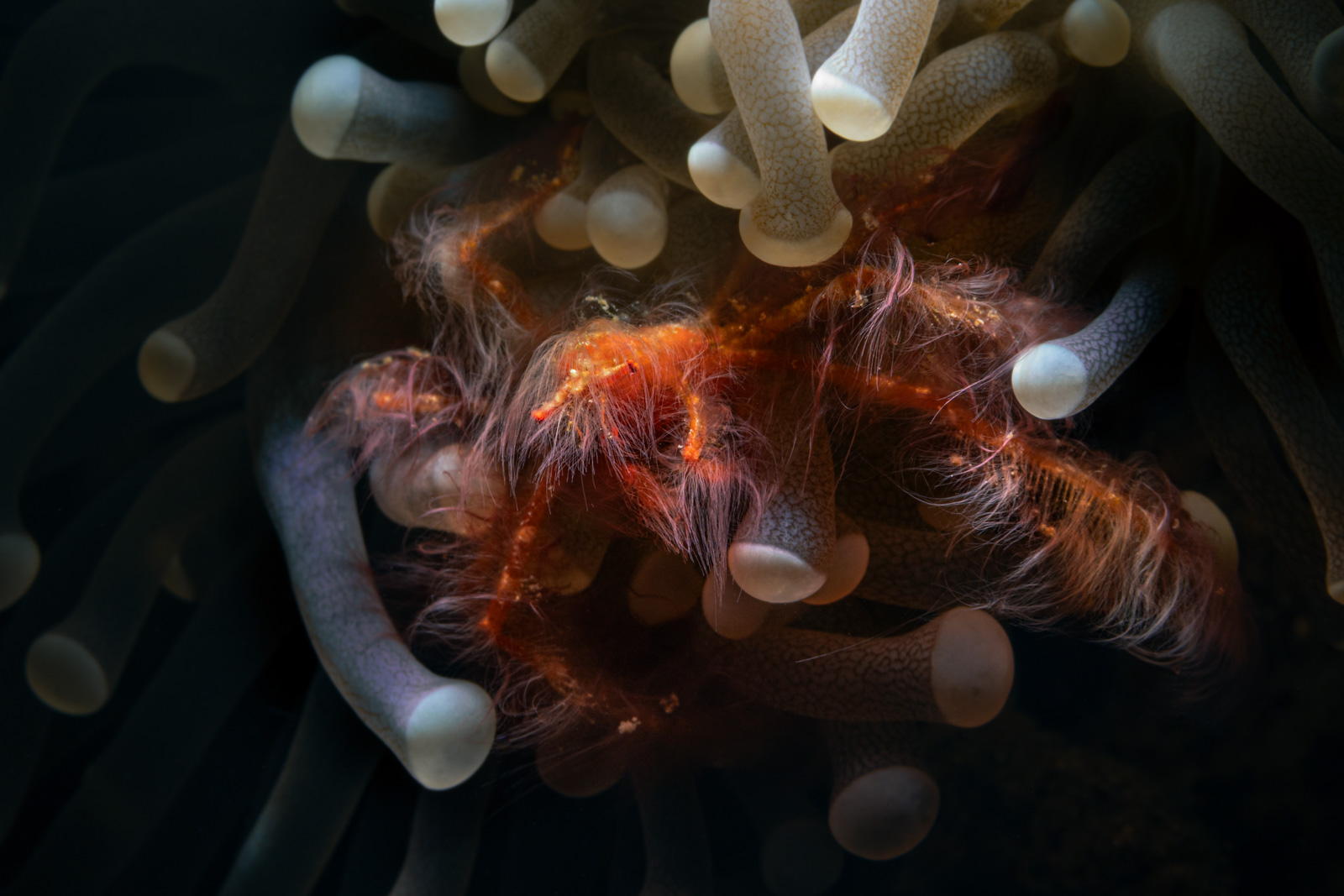 Orangutan crab anemone close, Bangka Archipelago