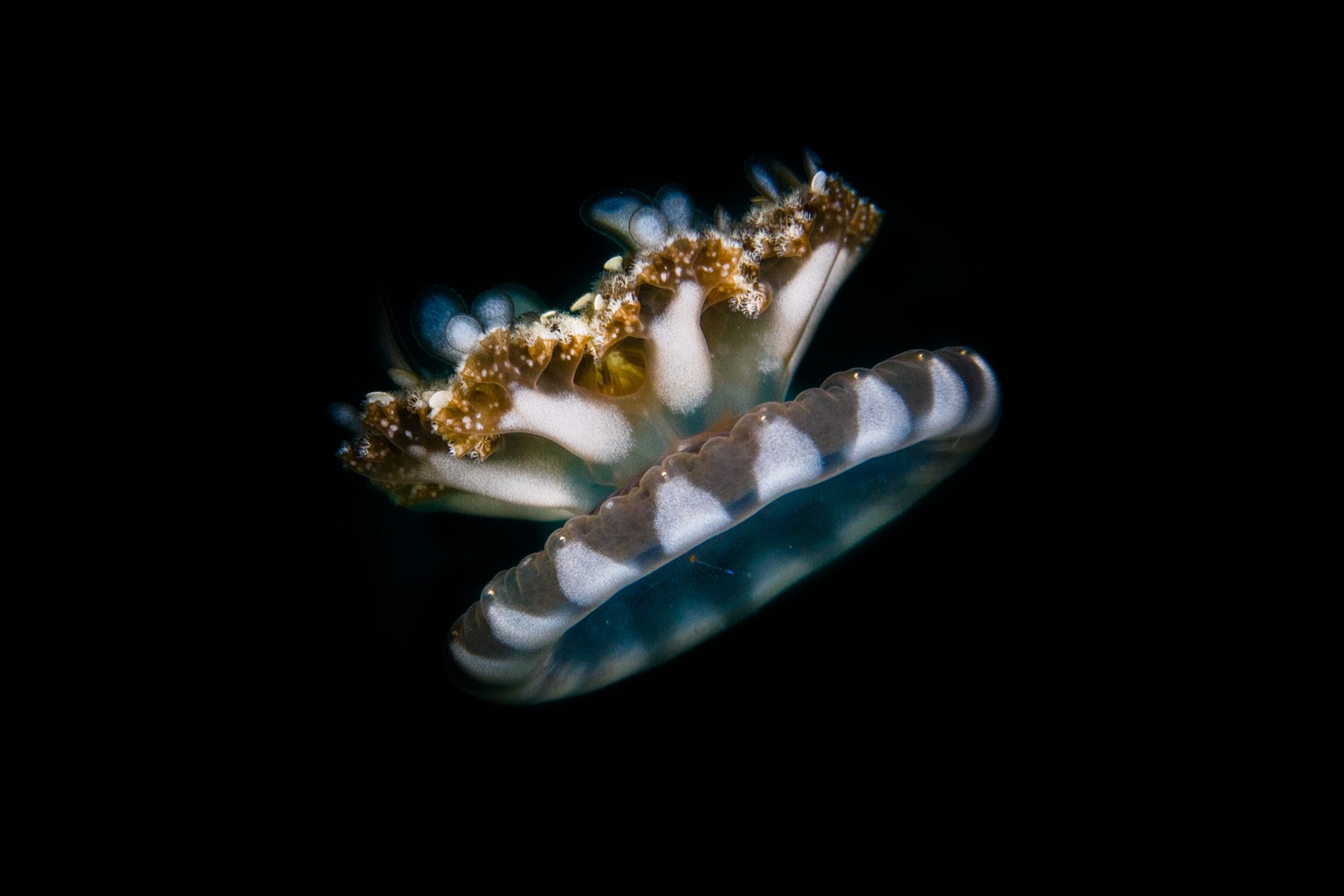 Upside-down jellyfish, Bangka Archipelago