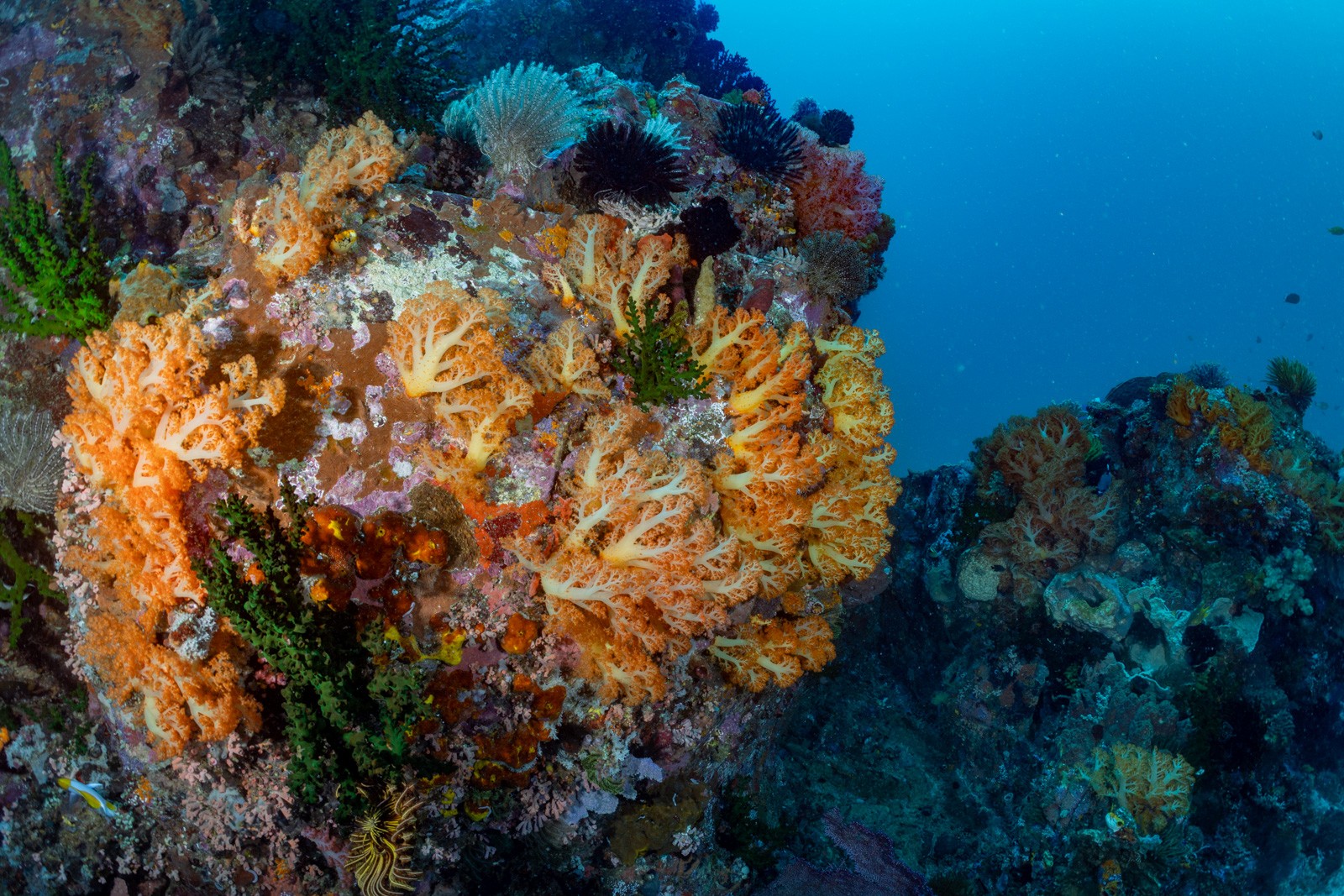 Soft coral bommie reefscape, Bangka Archipelago
