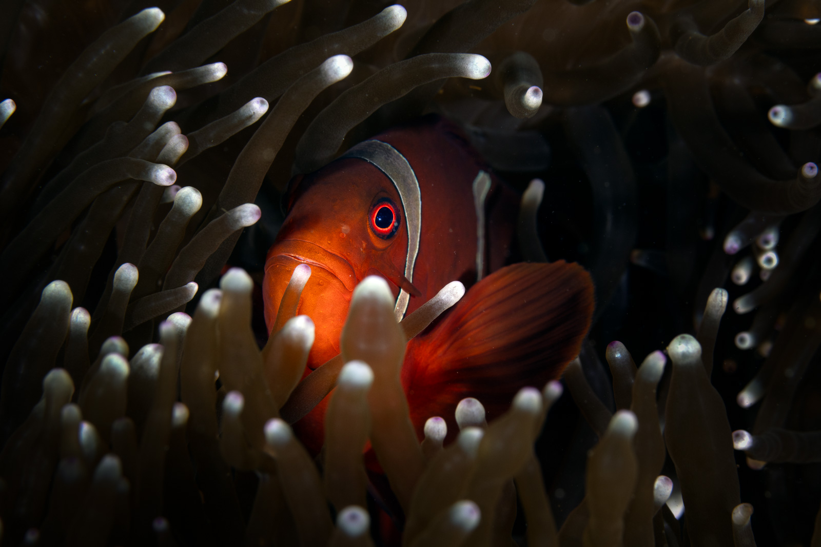 Spinecheek anemonefish, Bangka Archipelago