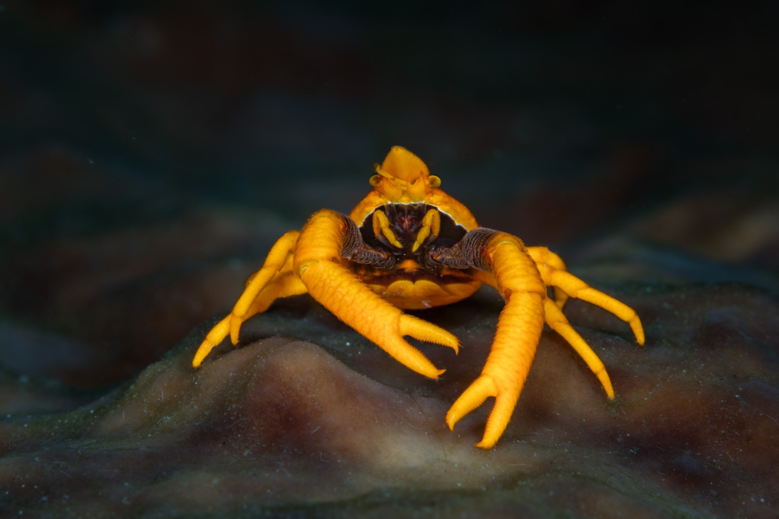 Squat lobster / spider crab, frontal symmetry, Bangka Archipelago