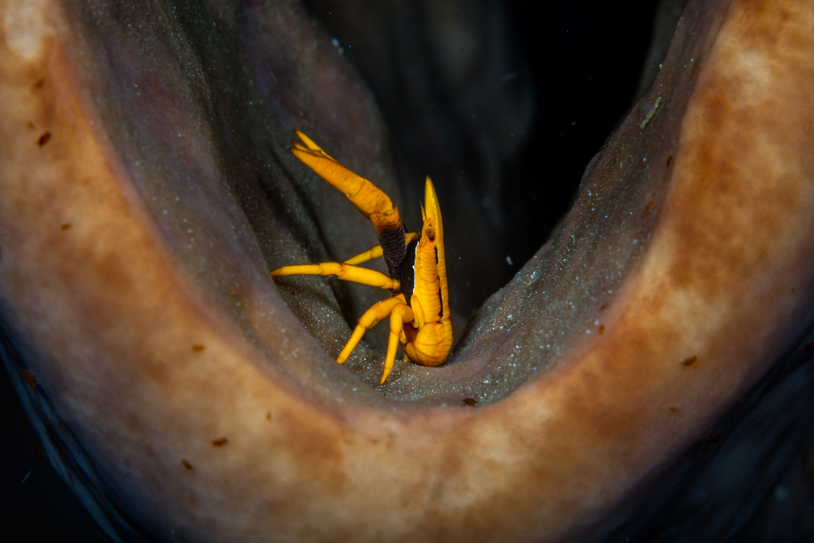 A squat lobster on a sponge, Bangka