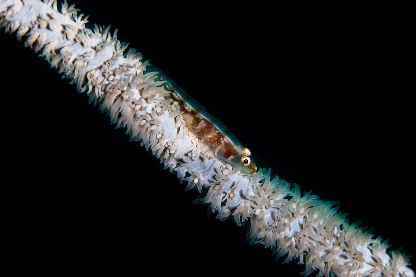 A goby on a whip coral, Bangka
