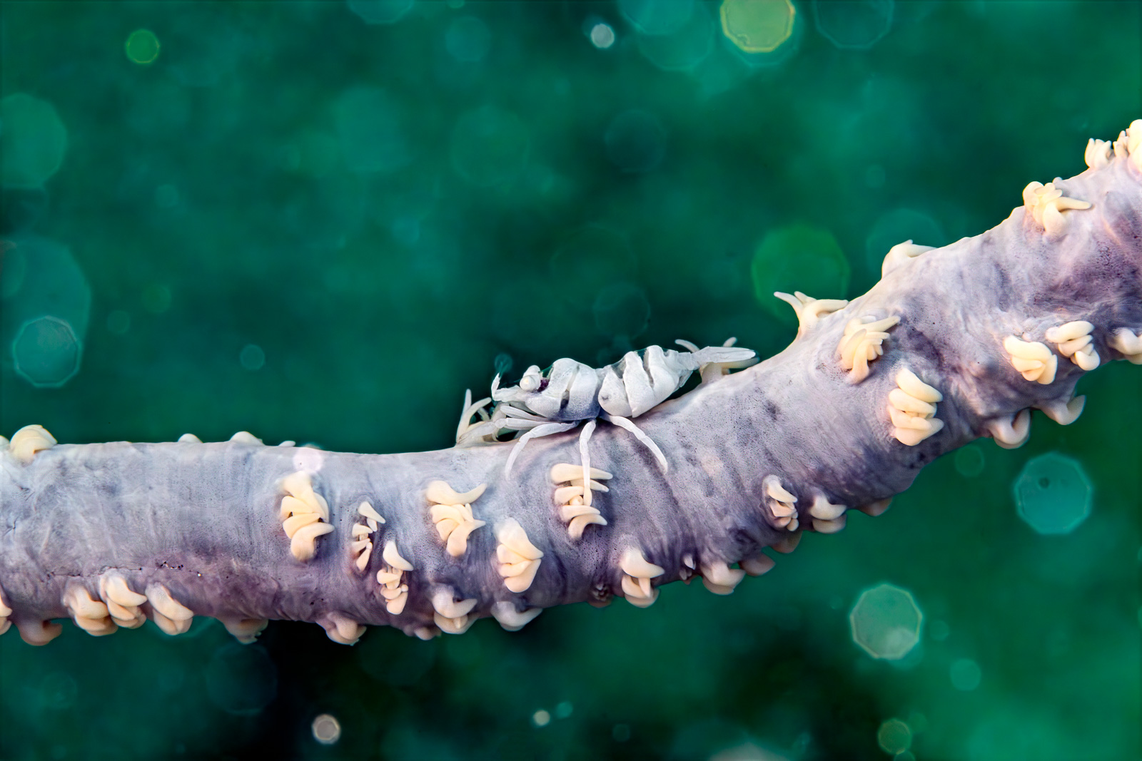 A shrimp on a whip coral, Bangka