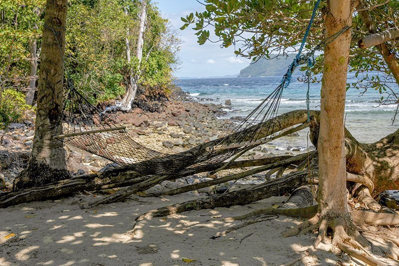 Fallen palms across a pale beach, thick forest behind and the sea flat beyond