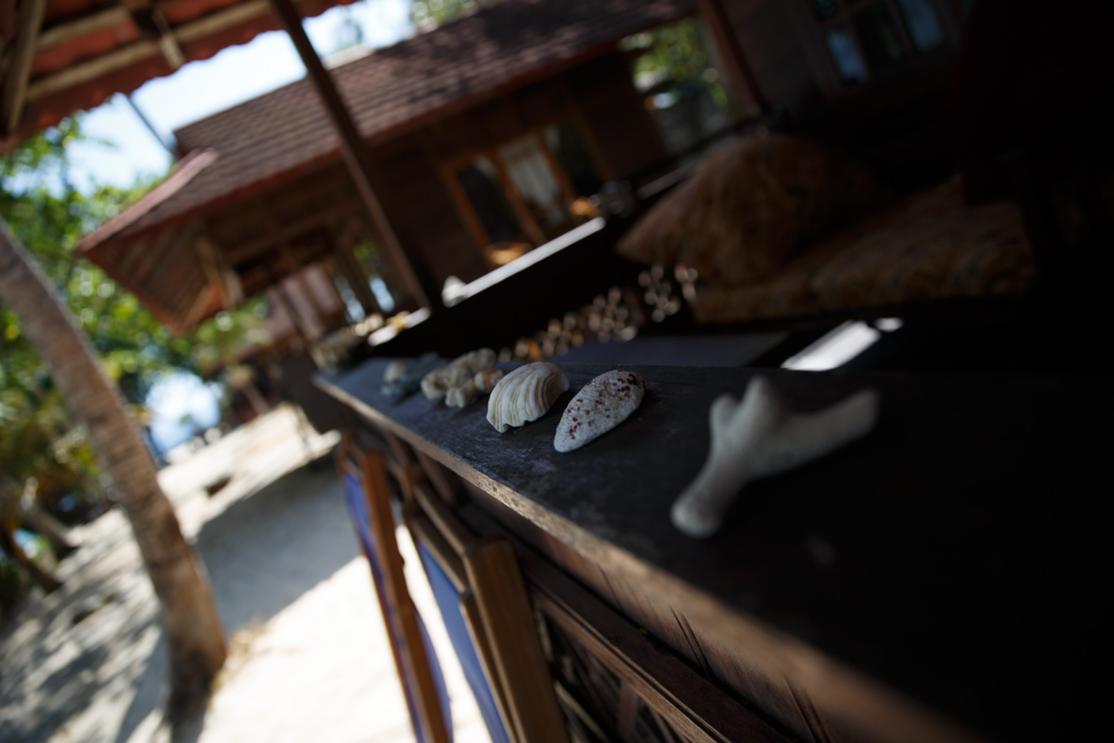 Shells set out along a dark counter in the shade of the verandah, the beach bright beyond it.