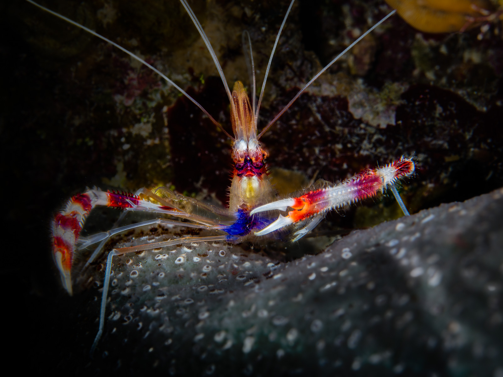 A banded coral shrimp, Turneffe Atoll