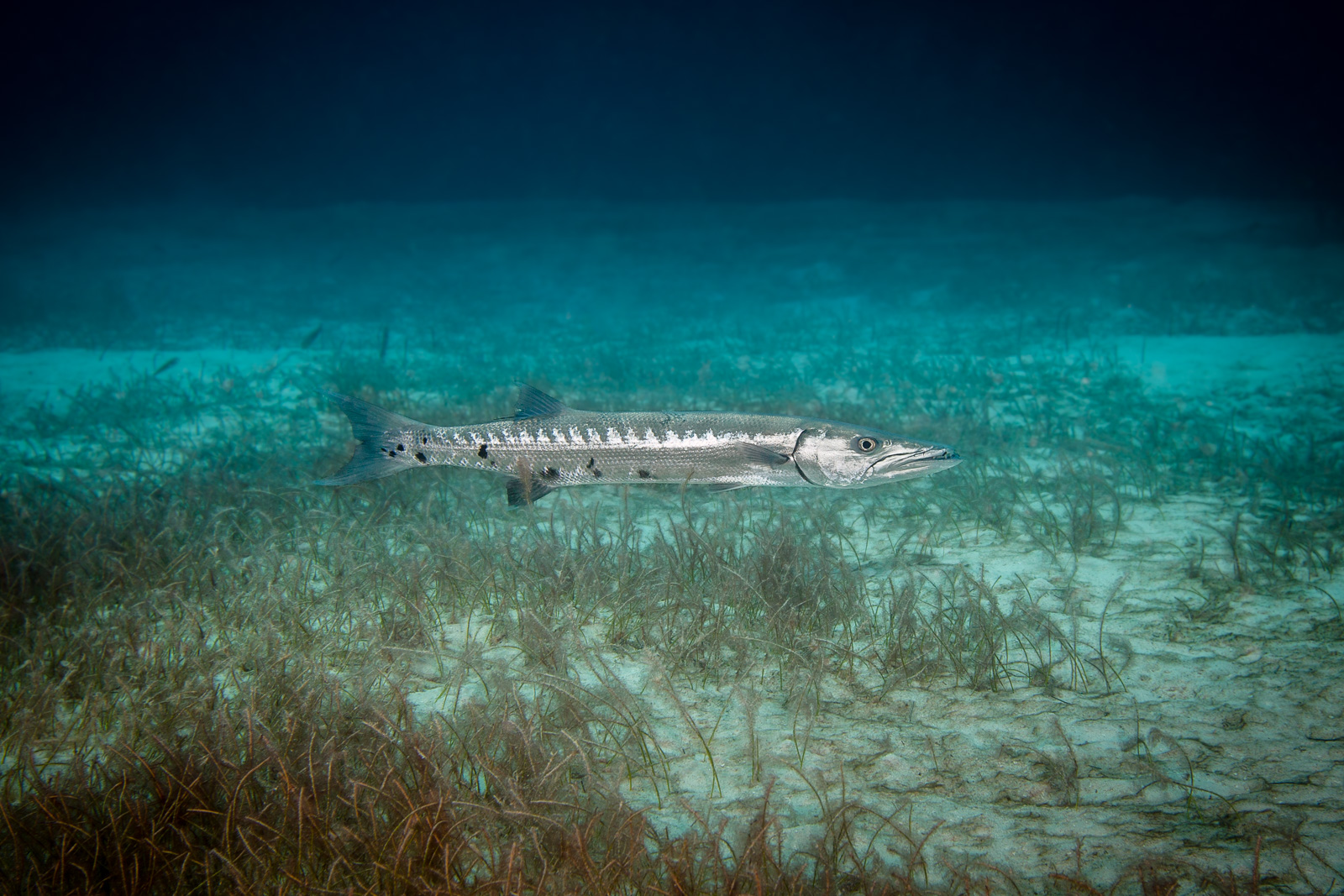 Turneffe Atoll
