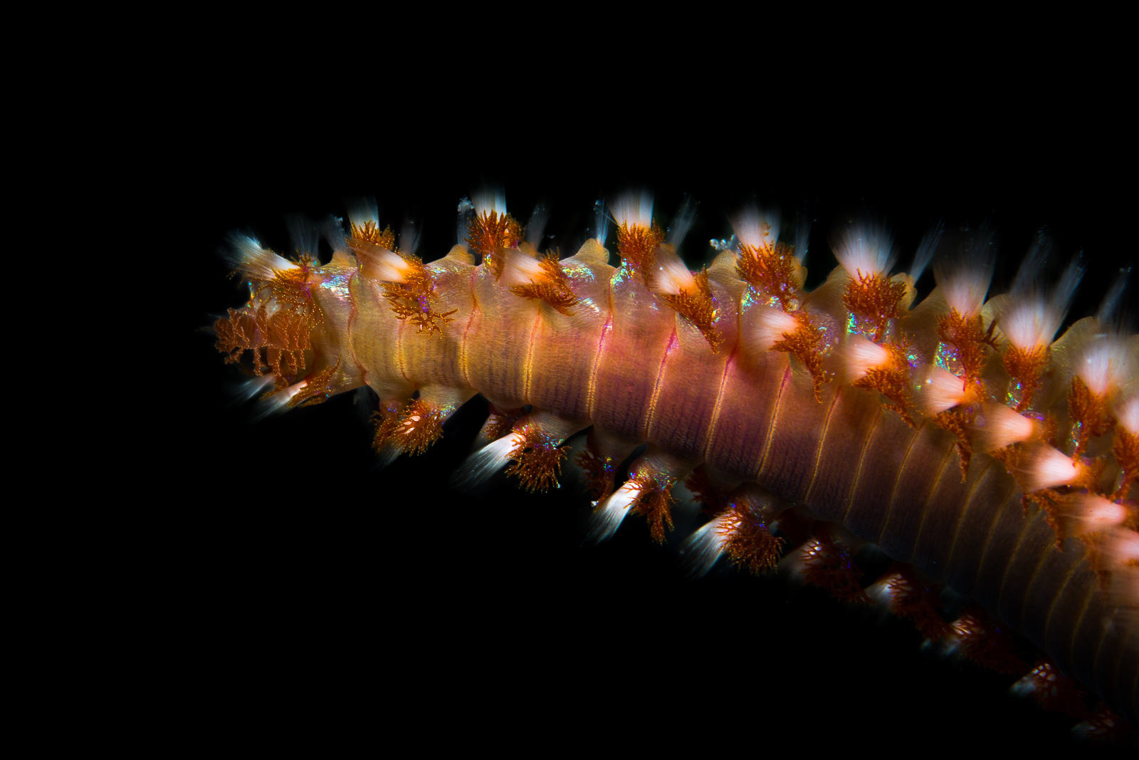 A bearded fireworm, Turneffe Atoll