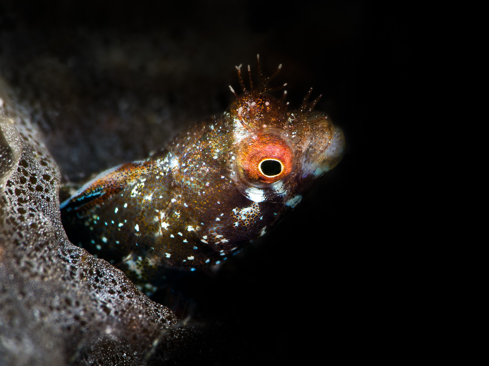 Turneffe Atoll