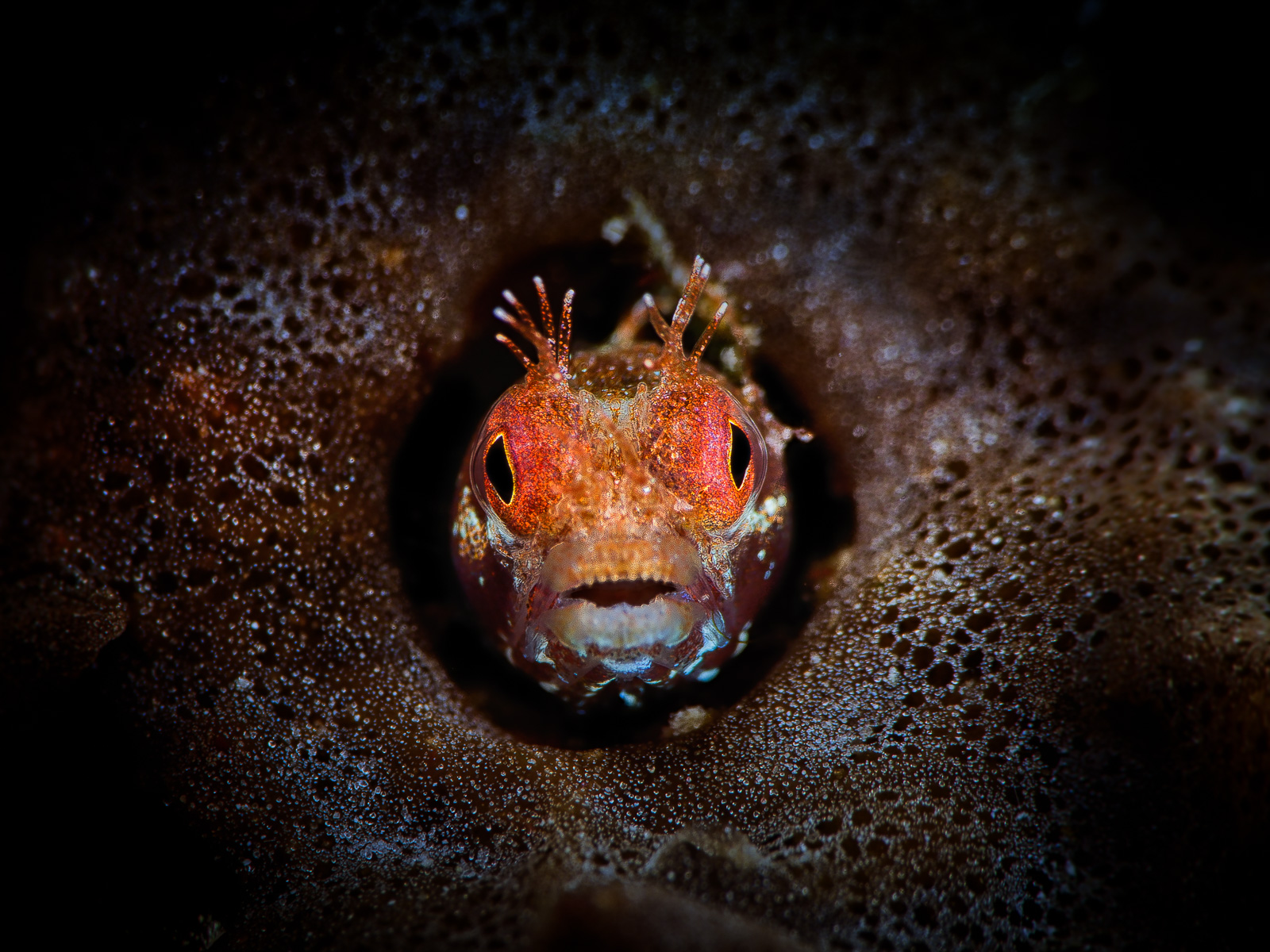 Blenny sponge hole, Turneffe Atoll