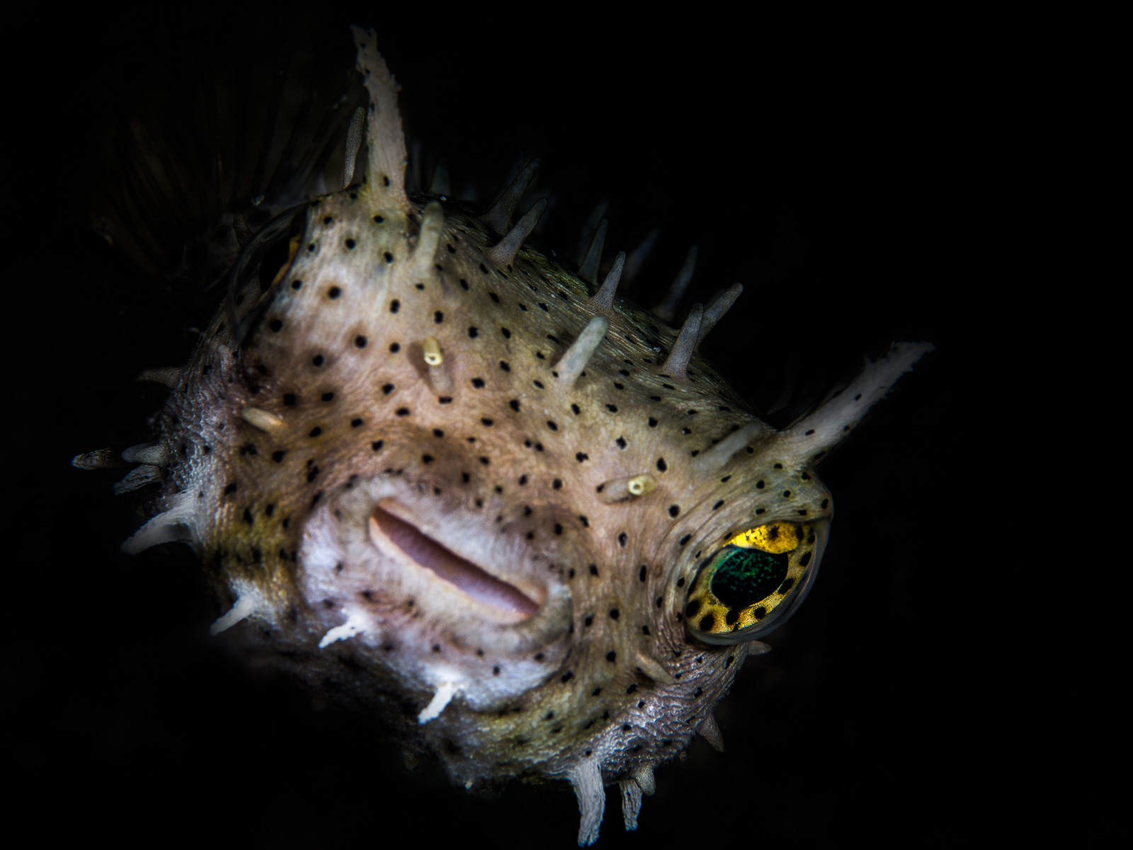 Turneffe Atoll