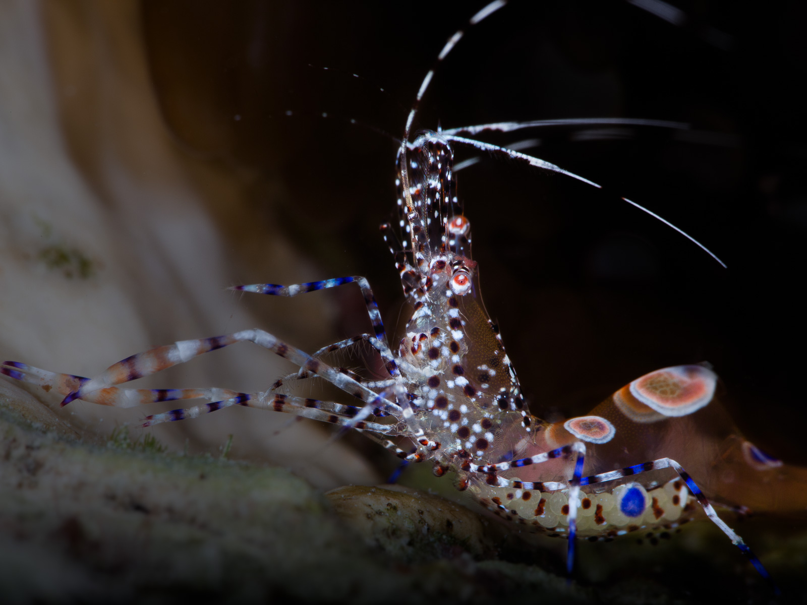 A cleaner shrimp guarding eggs, Turneffe Atoll
