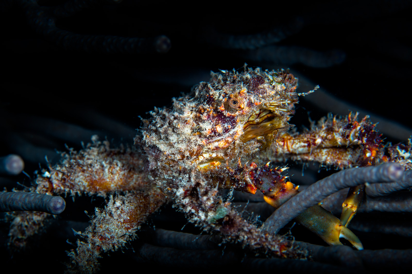Turneffe Atoll