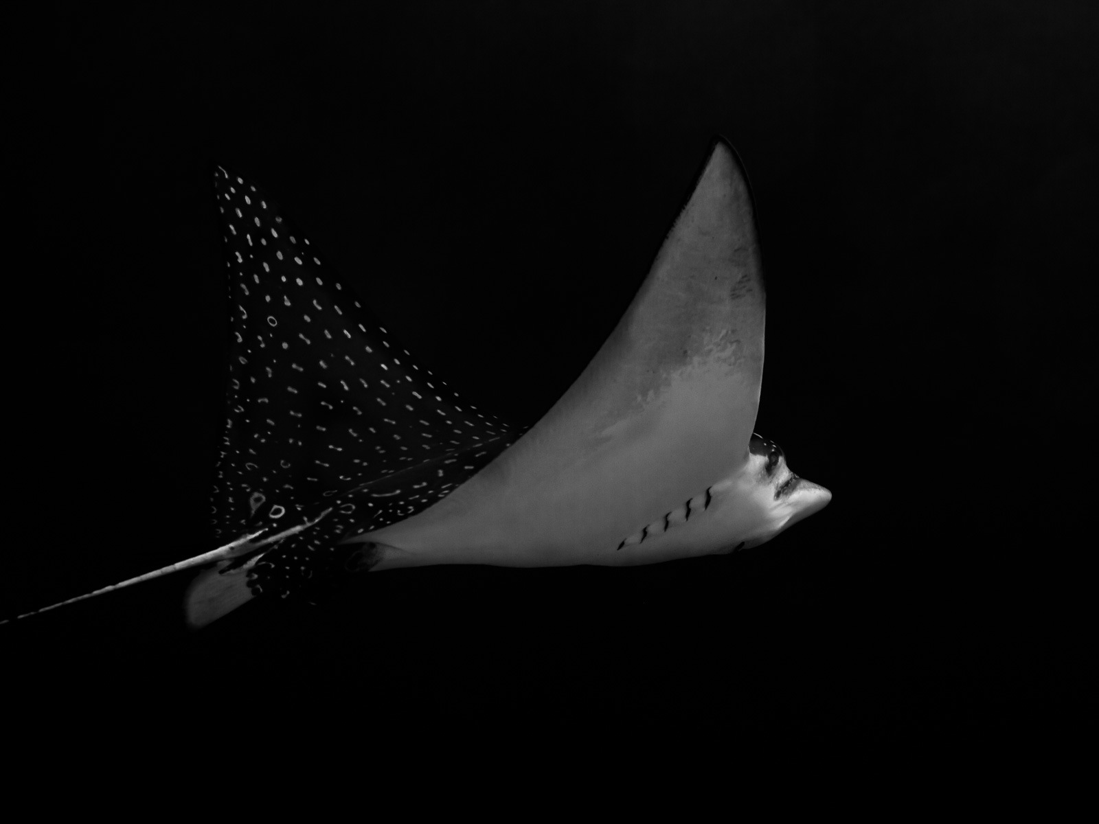 An eagle ray in black and white, Turneffe Atoll