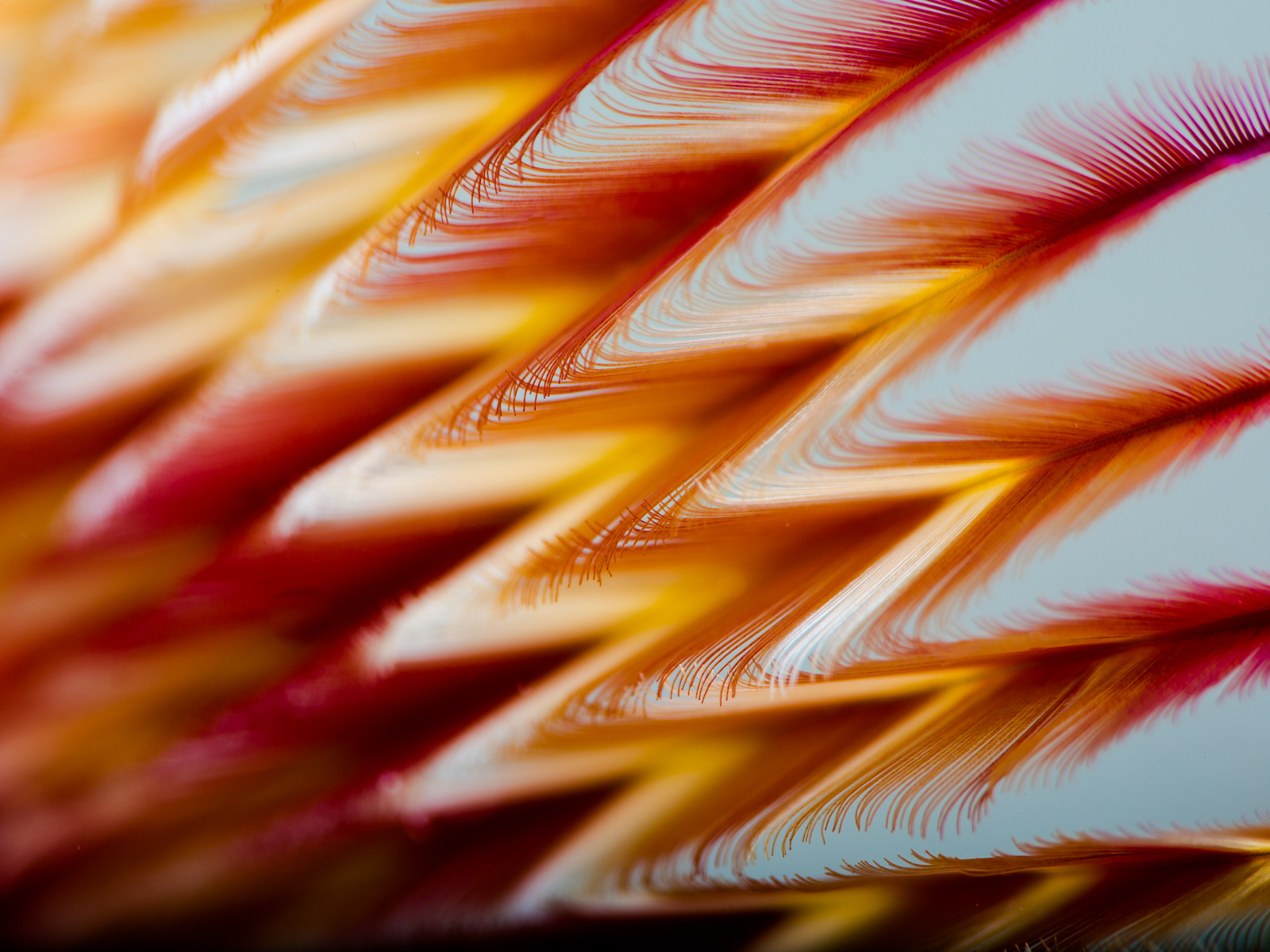 Feather duster radioles filling the frame in red, orange and white, Turneffe