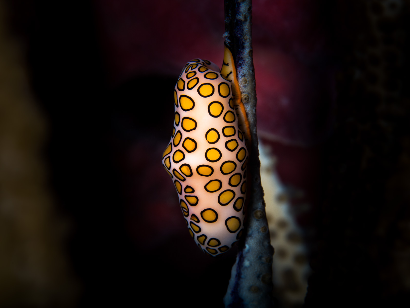 A flamingo tongue snail, Turneffe Atoll