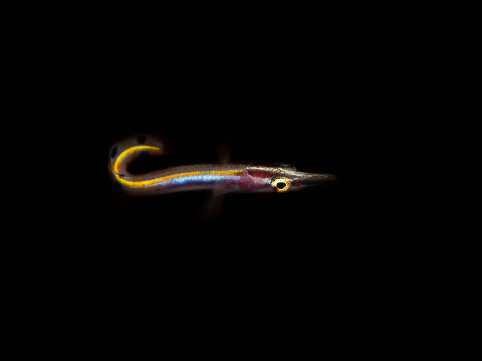 Turneffe Atoll
