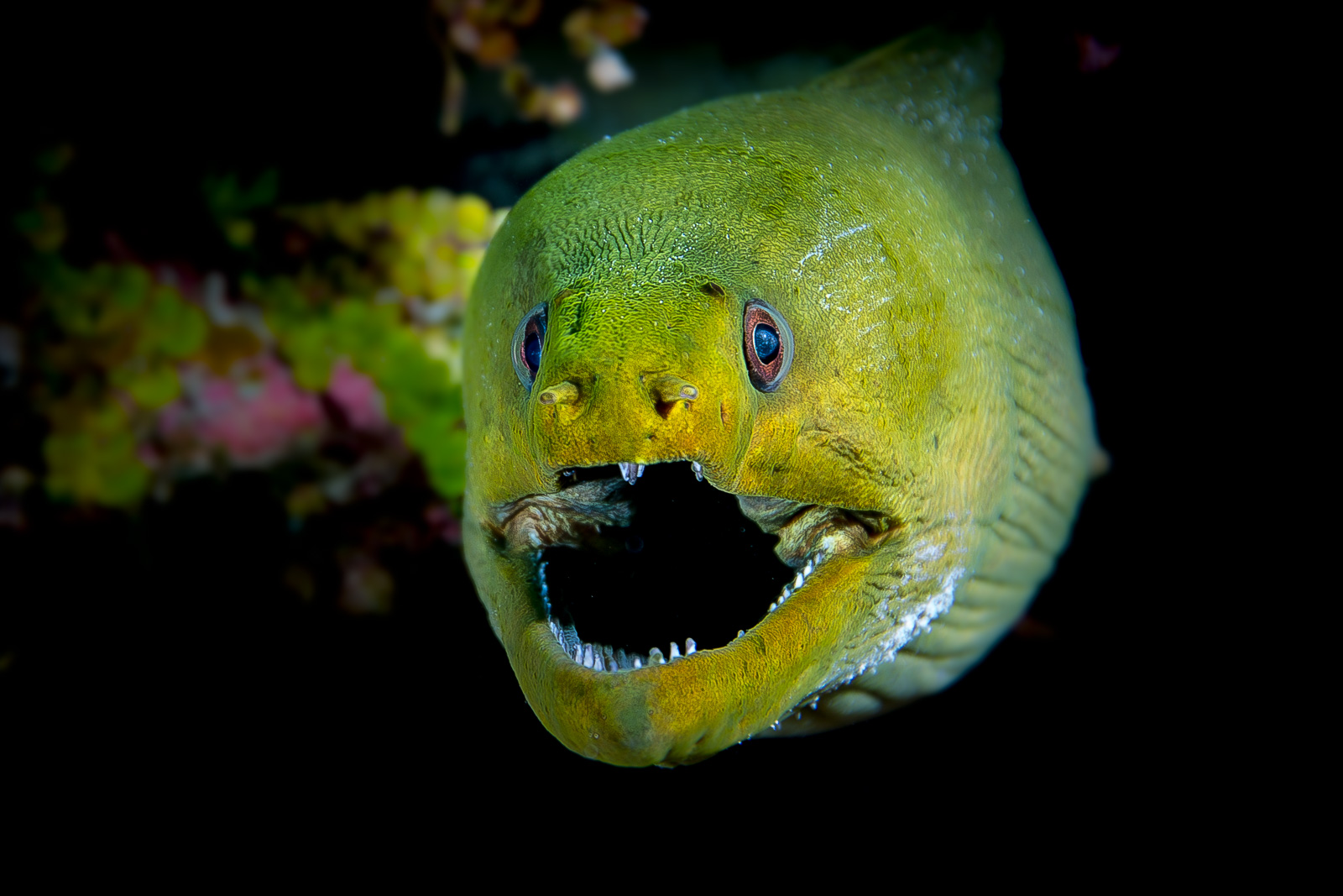 A green moray, Turneffe Atoll