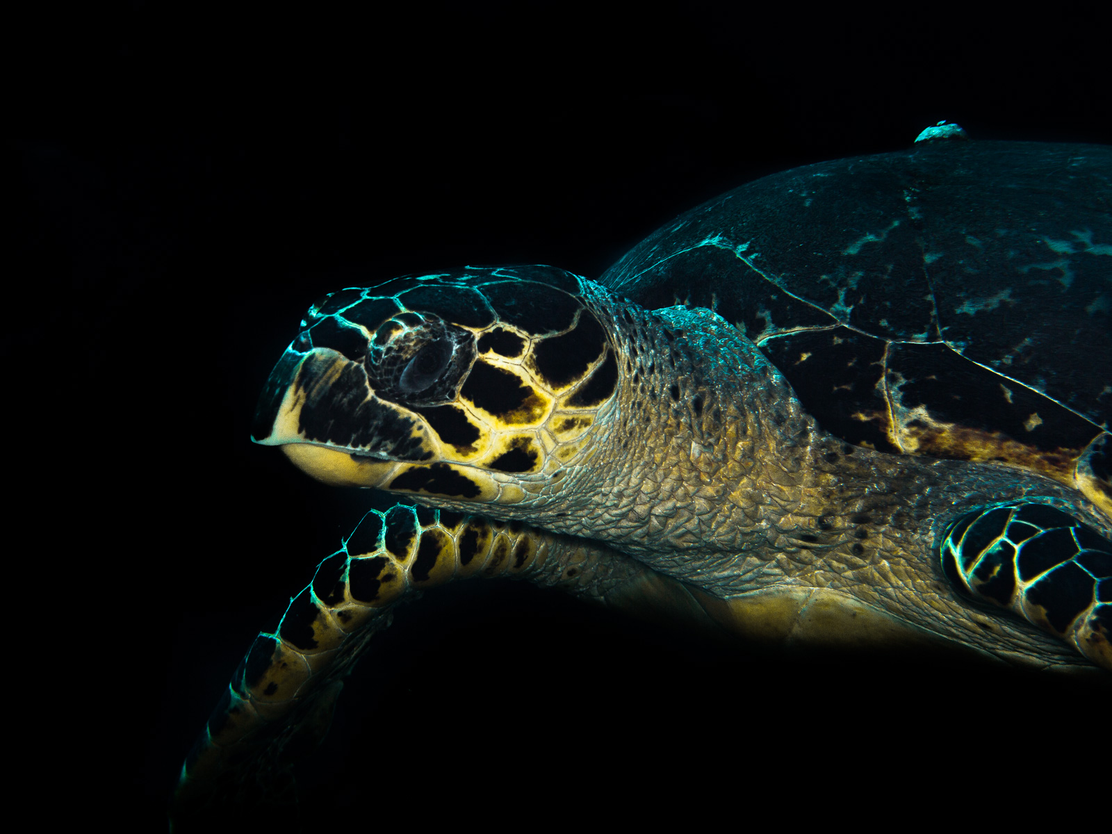 Turneffe Atoll