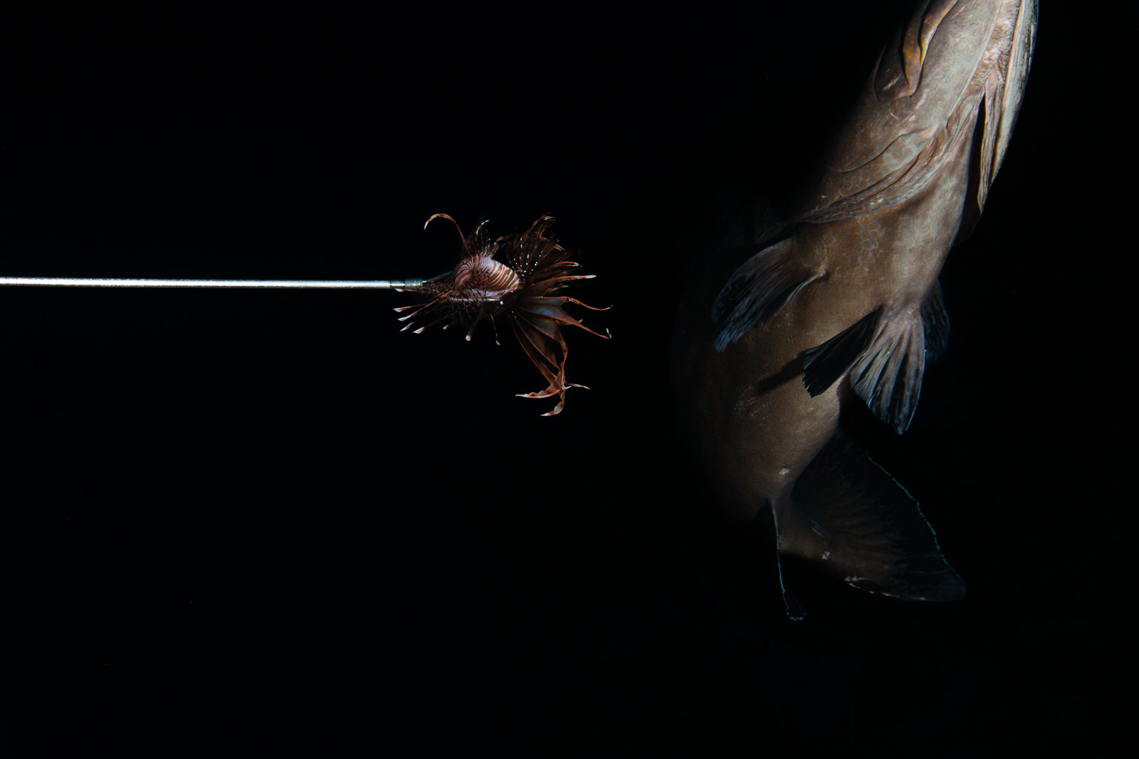 A lionfish speared in a cull, beside a grouper, Turneffe Atoll