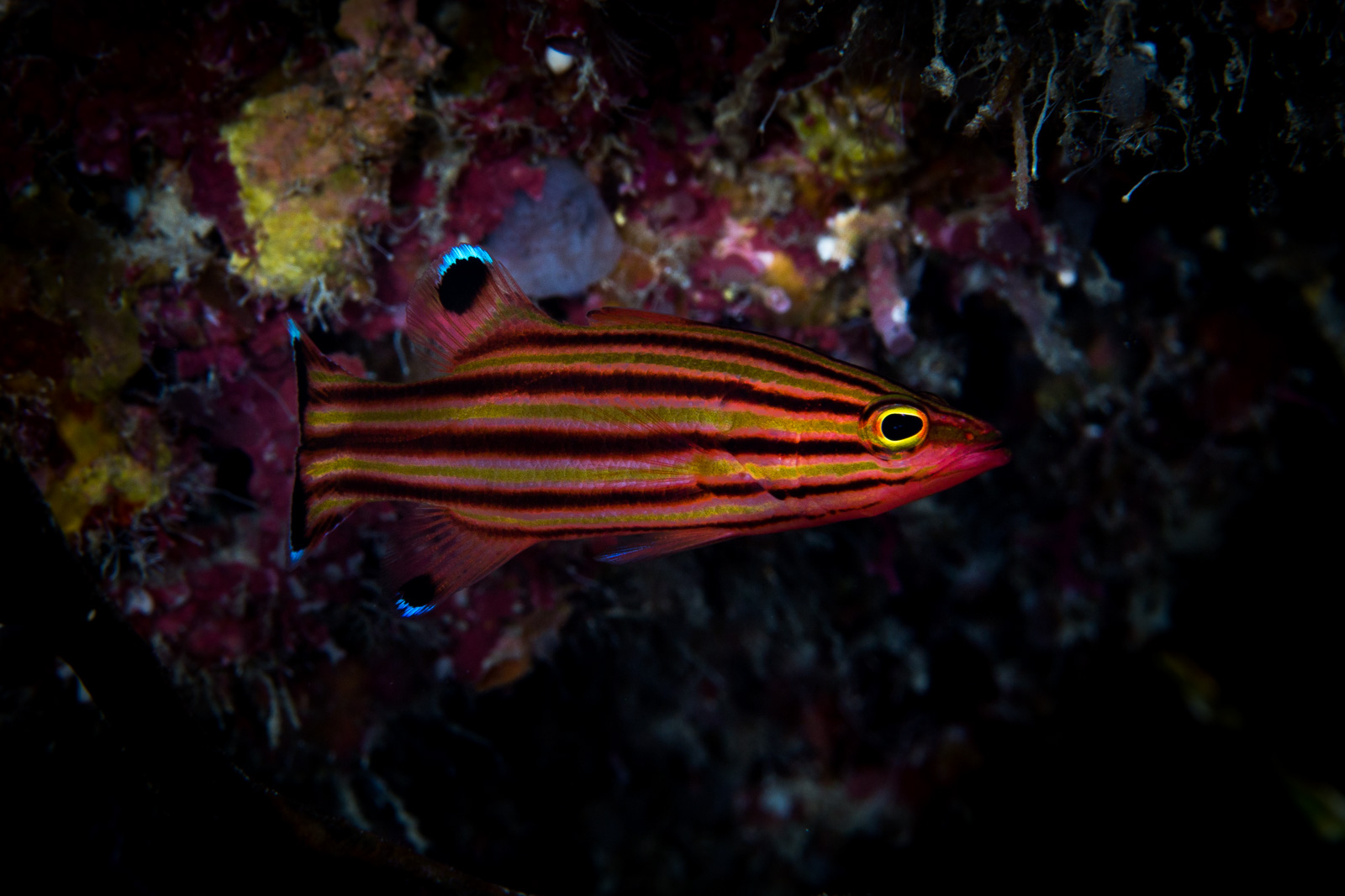 Turneffe Atoll