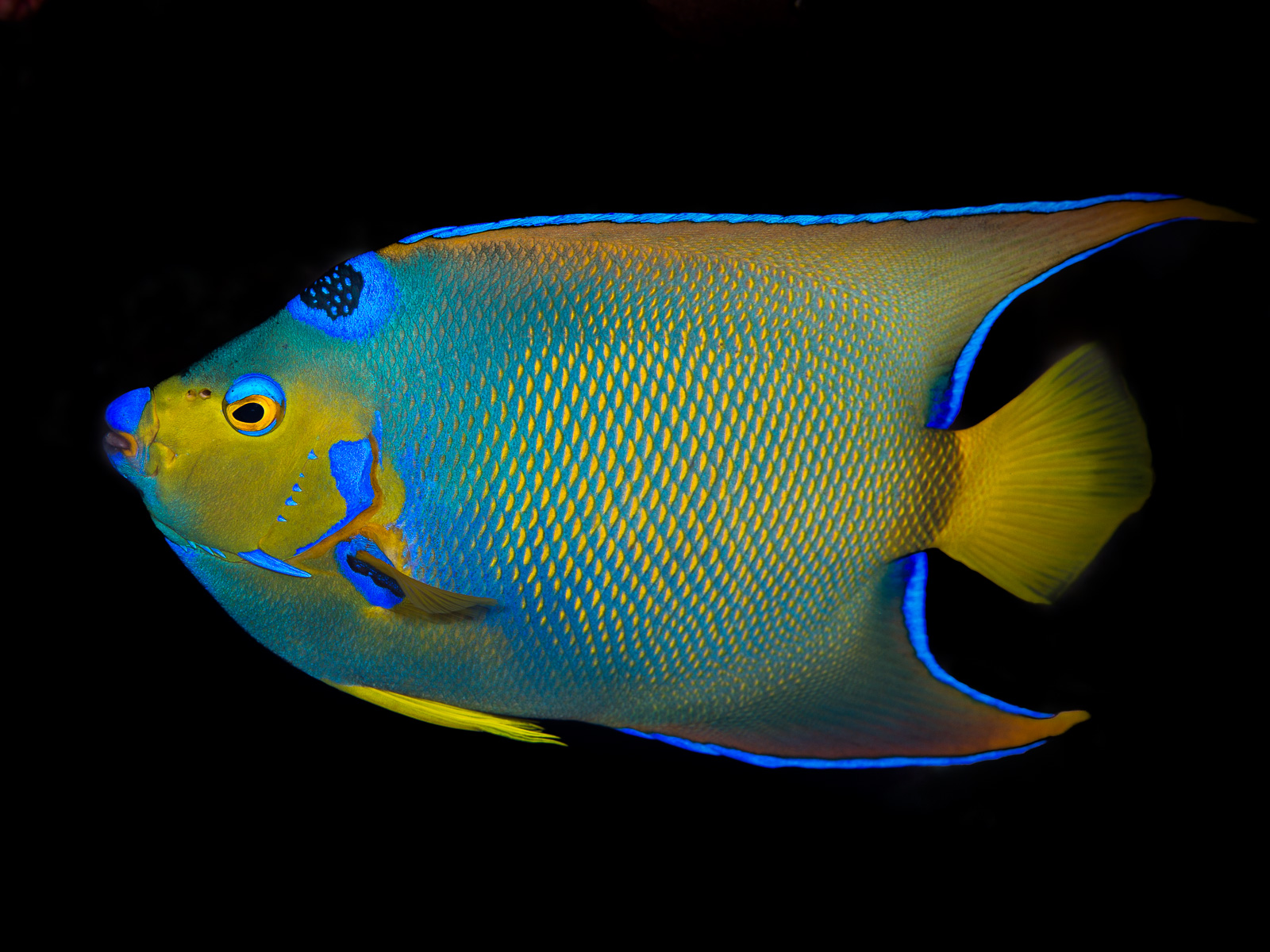A queen angelfish, Turneffe Atoll