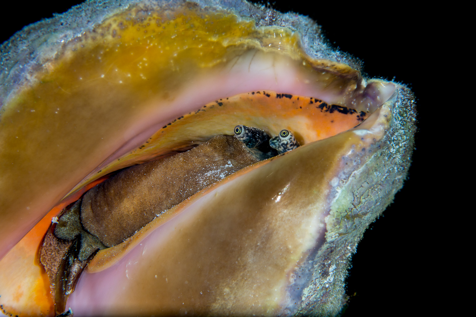 Turneffe Atoll