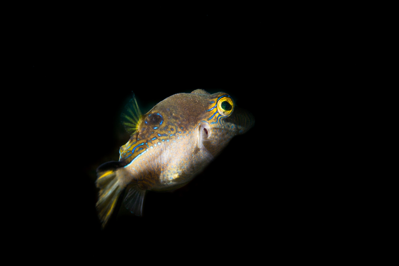 A sharpnose puffer, Turneffe Atoll