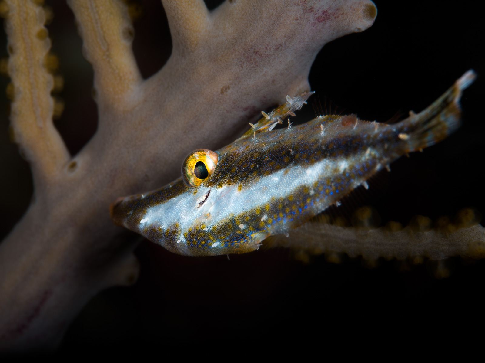 A slender filefish among gorgonian branches, Turneffe Atoll