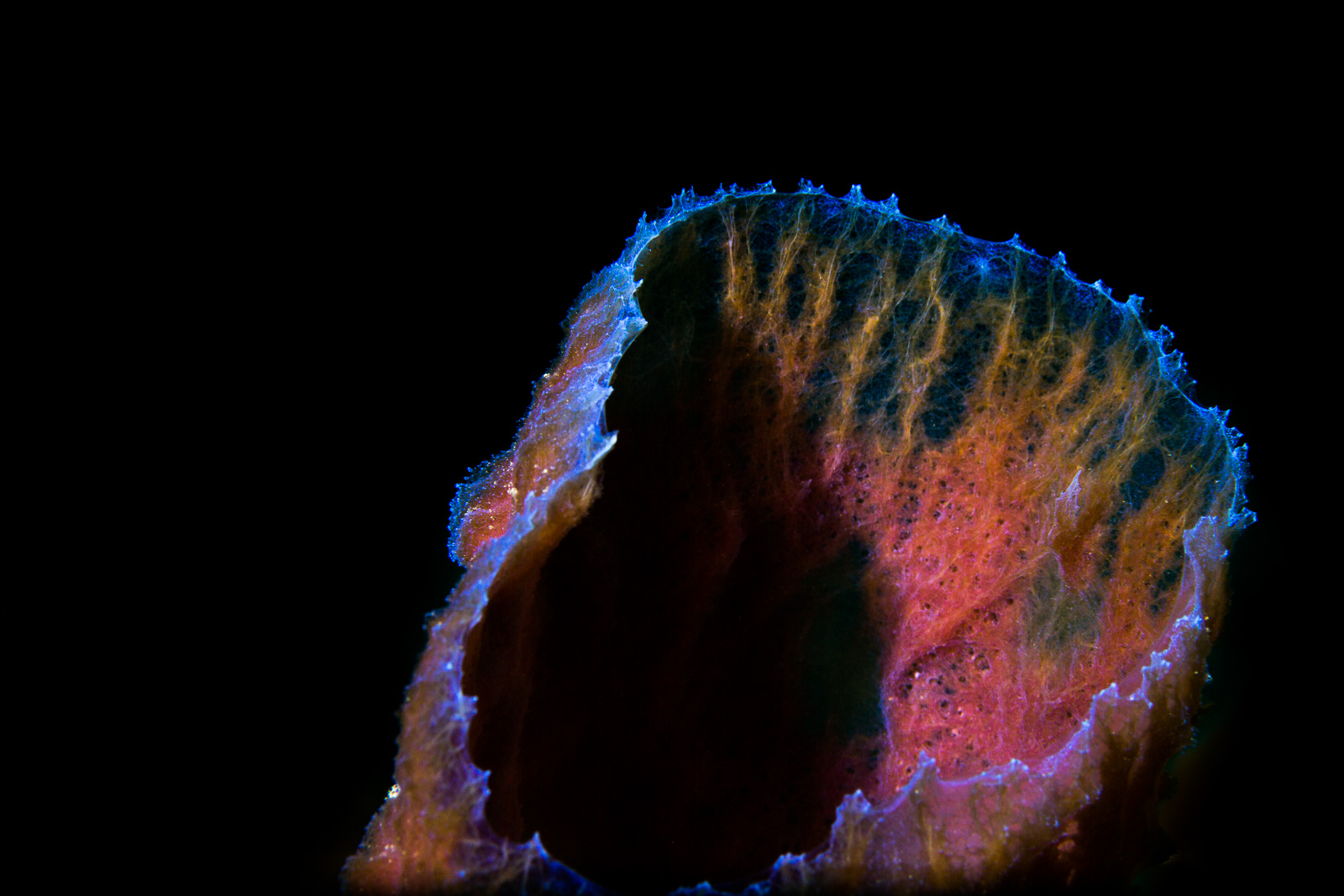 A sponge lit from behind, Turneffe Atoll